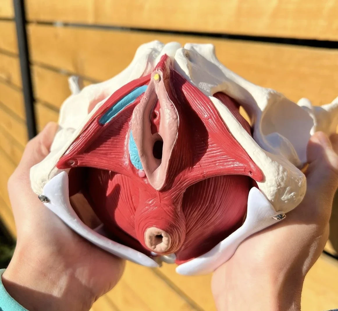 What is the Pelvic Floor?